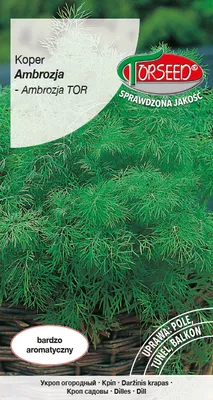 Produktbild von Dill Ambrosia Samen 5g - Torseed