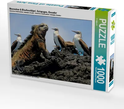 Produktbild von Calvendo Meerechse & Blaufusstölpel, Galapagos, Ecuador 1000 Teile Puzzle quer 640x480mm, viaje.ch ©; 7449675