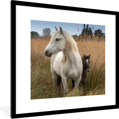 Produktbild von MuchoWow® Gerahmtes Poster Pferde - Fohlen - Weiß 40x40 cm - Poster mit Schwarzem Bilderrahmen Wandposter Rahmen Foto Bilder - Poster - Plakat im Rahmen