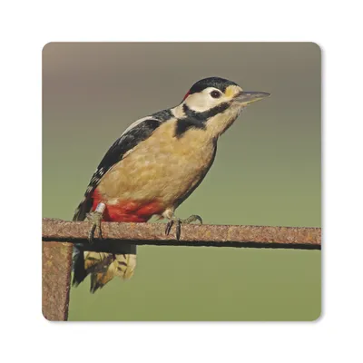 Produktbild von MuchoWow® Mauspad Mousepad Ein Buntspecht sitzt auf einem Pfahl 30x30 cm - Mousepads - Maus Mat - Pad - Mausunterlage - Gaming