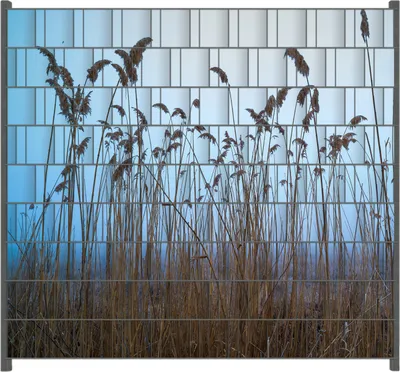 Produktbild von Wallario Zaunsichtschutz mit Motiv Schilfrohr am See vor blauem Himmel für Ein- und Doppelstabmatten Zäune in der Größe 200 x 180 cm