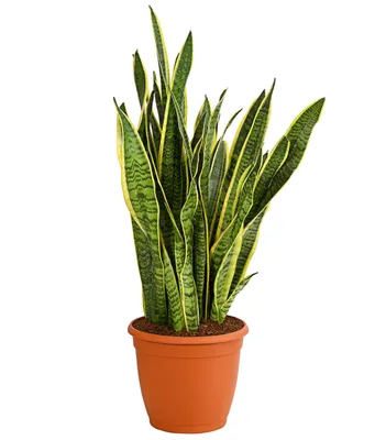 Produktbild von Dehner Bogenhanf Laurentii, schwertförmige Blätter, ca. 50-60 cm, Ø Topf 16 cm, Zimmerpflanze
