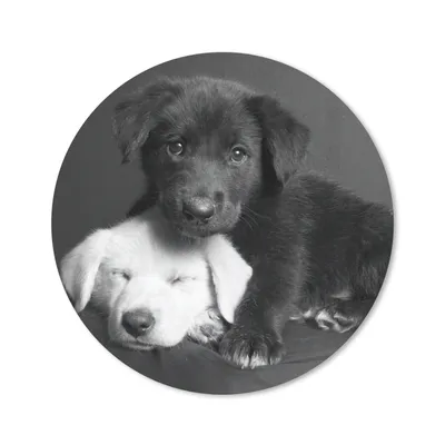 Produktbild von MuchoWow® Mauspad Mousepad Hunde - Welpe - Schwarz - Weiß - Tiere 50x50 cm - Mousepads - Maus Mat - Pad - Mausunterlage - Vinyl