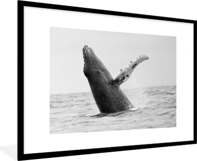 Produktbild von MuchoWow® MuchoWow® Gerahmtes Poster Buckelwal im Meer bei Costa Rica in schwarz-weiß 90x60 cm - Poster mit zchwarzem Bilderrahmen - Wanddekoration - Fotos