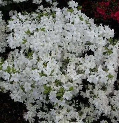 Produktbild von Japanische Azalee Schneeglanz - Rhododendron obtusum - 25 - 30 cm