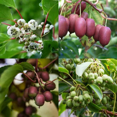 Produktbild von Kiwiri - Kiwibeeren Quartett (Act. arguta)