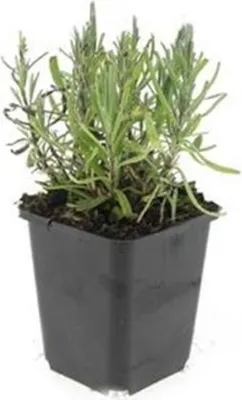 Image de Plante de lavande - Lavandula angustifolia 'Munstead' - Lavande vraie - Pot de 9cm - Set de 12 plantes