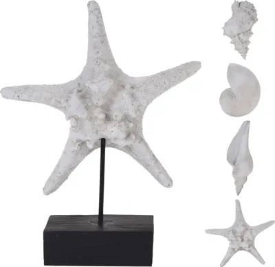 Produktbild von Muscheln und Seesterne aus Polystone Nampook