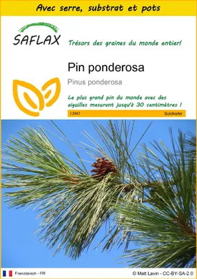 Image de SAFLAX Ensemble de culture - Pin ponderosa - 20 graines - Pinus