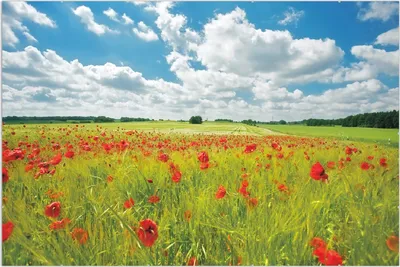 Produktbild von Wallario Wandbild Grüne Wiese mit Mohnblumen, Größe: 61 x 91,5 cm, Poster mit rahmenlosen Bildhalter