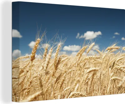 Produktbild von OneMillionCanvasses® - Leinwandbilder - 140x90 cm, Weizenfeld gegen blauen Himmel, Wandbilder Kunstdruck Wanddekoration