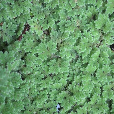 Produktbild von 1 Portion Azolla, Feenmoos ca. 50 Stk. Azolla caroliniana