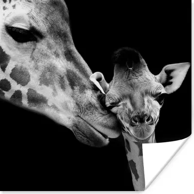 Produktbild von MuchoWow® Poster Tiere - Schwarz - Weiß - Giraffe - Porträt 100x100 cm - Babyzimmer