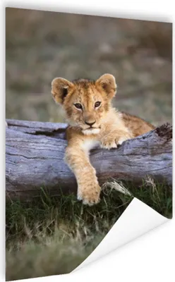 Produktbild von MuchoWow® Poster Jungtier - Tier - Natur 120x180 cm - Kunstposter