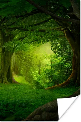 Produktbild von MuchoWow® Poster Bäume - Wald - Grün - Landschaft - Natur 40x60 cm - Plakate für die Wand - Poster Babyzimmer