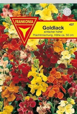 Produktbild von Goldlack hohe Prachtmischung