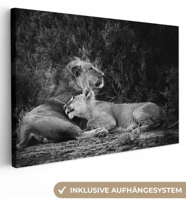 Zdjęcie produktu dla MuchoWow® - Obraz na płótnie - Lwy - Czarny - Dzikie zwierzęta, fototapeta, dekoracja ścienna, obrazy do salonu, 120x80cm