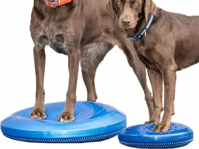 Produktbild von FitPAWS Balance-Scheibe für Haustiere 36 cm Blau