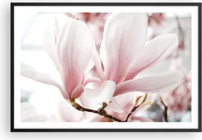 Produktbild von Gerahmtes Poster - Schwarzer Rahmen - Zweig Magnolie Blume - 91,5x61 cm - Wand Bild - Wanddeko - Wandbilder - Kunstposter - Wandposter - Bilderrahmen - Bilder - Kunstdruck - P2BAA91x61-4538
