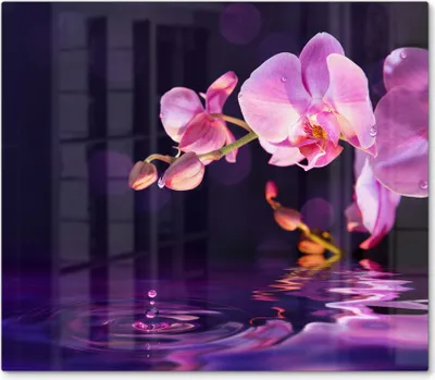 Produktbild von DEQORI Herdabdeckplatte Glas 1-tlg 'Orchideenblütenzweig' Herd Abdeckung Küche