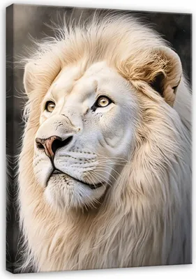 Produktbild von Leinwand Bilder 60x40 cm - Löwe Weiß Tiere, moderne Wanddeko für Wohnzimmer