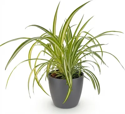 Obrázek produktu pro Rostlina Chlorophytum comosum Variegatum v šedém kvetináci, prumer 12cm, výška