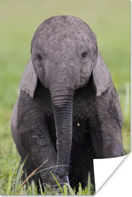 Produktbild von MuchoWow® Poster Elefant - Baby - Tiere - Gras - Natur 40x60 cm - Plakate für die Wand - Poster Babyzimmer