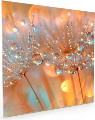 Produktbild von Küchenrückwand Spritzschutz Glas mit Motiv Pusteblumen Tropfen 40 x 40 cm