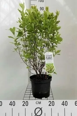 Obrázek produktu pro Clethra alnifolia - Skořicovník bot 30- 40 cm kontejner