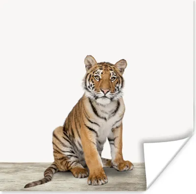 Produktbild von MuchoWow® Poster Tiger - Weiß - Tiere - Kinder - Kinder 50x50 cm - Wohnzimmerdekoration