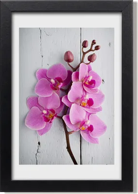 Produktbild von Bild 20x30 MDF-Rahmen, Wandkunst Rosa Orchidee