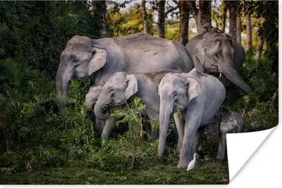 Produktbild von MuchoWow® Poster Elefant - Blätter - Wald 90x60 cm - Schlafzimmer