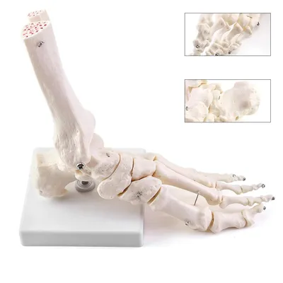 Produktbild von Menschliches Fußgelenkmodell in Lebensgröße, Medizinische Anatomie Fußskelett Modell für Medizinstudie & Wissenschaft Klassenzimmer