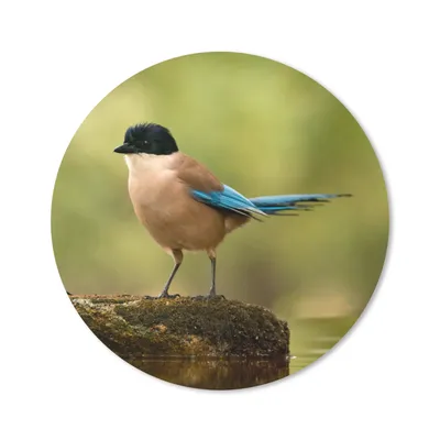 Produktbild von MuchoWow® Mauspad Mousepad Elster - Vogel - Moos 20x20 cm - Mousepads - Maus Mat - Pad - Mausunterlage - Schreibtischmatte