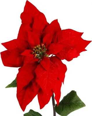 Poinsettia Seide Topf d16h27 cm Weihnachten rot