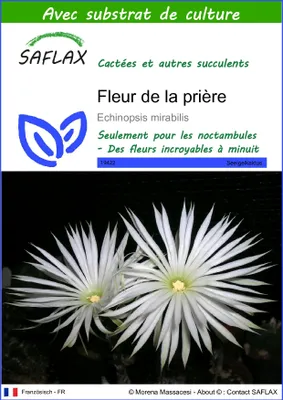 Image de SAFLAX  - Fleur de la prière - 40 graines - Avec substrat - Echinopsis