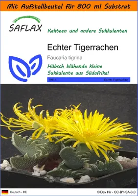 Produktbild von SAFLAX - Garden in the Bag - Kakteen - Echter Tigerrachen - 40 Samen - Mit Anzuchtsubstrat im praktischen, selbst aufstellenden Beutel - Faucaria tigrina