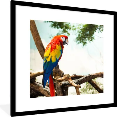 Produktbild von MuchoWow® Gerahmtes Poster Papagei - Vogel - Regenbogen - Tropisch 40x40 cm - Poster mit Schwarzem Bilderrahmen Wandposter Rahmen Foto Bilder - Poster - Plakat im Rahmen