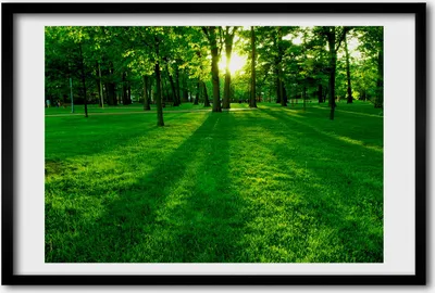 Produktbild von Bild 60x40 MDF-Rahmen, Wandkunst Das Gras im Park