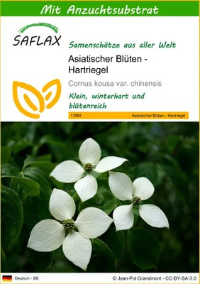 Produktbild von SAFLAX - Asiatischer Blüten - Hartriegel - 30 Samen - Mit keimfreiem Anzuchtsubstrat - Cornus kousa