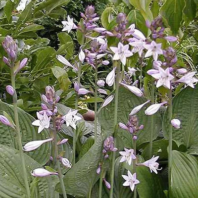 Produktbild von 6 x Funkie  - Hosta fortunei 'Hyacinthina'  | Topf 9cm x 9cm