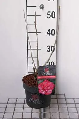 Immagine prodotto di Hibiscus syr. 'Magenta Chiffon'® - Garteneibian 40- 60 cm Contenitore