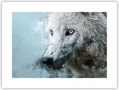 Produktbild von Poster - Poster ohne Rahmen - Weiß Der Wolf Bild - 40x30 cm - Wand Bild - Wanddeko - Wandbilder - Kunstposter - Wandposter - Bilder - Kunstdruck - Wanddekoration - Wandbild - P2XAA40x30-4623