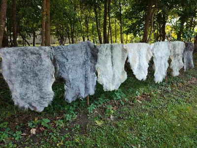 Produktbild von Nordschnucken Schaffell – Naturgrau, 2. Wahl, echtes Fell, eher kurz (2cm - 5cm) 90-100cm lang