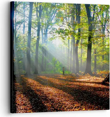 Produktbild von Bild auf Leinwand - Leinwandbild - Wald Blätter Sonne - 30x30cm - Wand Bild - Wanddeko - Wandbilder - Leinwanddruck - Bilder - Kunstdruck - Wanddekoration - Leinwand bilder - Wandkunst - AC30x30-0136