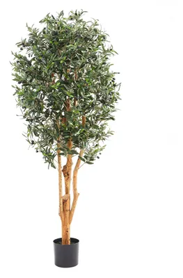 Produktbild von aplanta Künstlicher Olivenbaum – Lysandra | 180 cm, Echtholzstamm, UV-beständig, für drinnen, Kunstbaum, wie echt, Allergiker geeignet, pflanzliche Dekoration Praxis, Office & Wohnzimmer