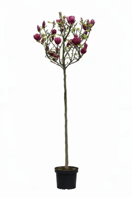 Produktbild von Magnolia soulangiana Genie – Rote Tulpen-Magnolie, Hochstamm, Gesamthöhe: 170–180 cm - 125 cm Stammhöhe