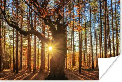 Produktbild von MuchoWow® Poster Herbst - Sonne - Baum 180x120 cm - Fotoplakat