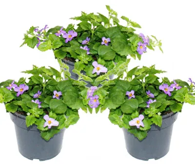 Produktbild von Schneeflockenblume - lila - Sutera diffusa - 11cm - Set mit 3 Pflanzen