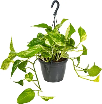 Image de Bloomique - Scindapsus Marble Queen - Lierre du Diable - Plante suspendue - Convient également comme plante grimpante - Plante d’intérieur - Dépolluante - Hauteur 20-30 cm - Pot 15 cm